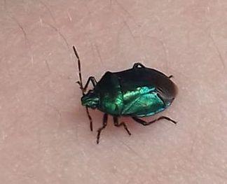 Zicrona caerulea